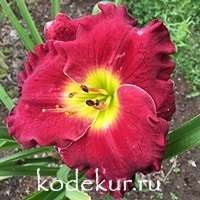 Hemerocallis The Blessing of Freedom